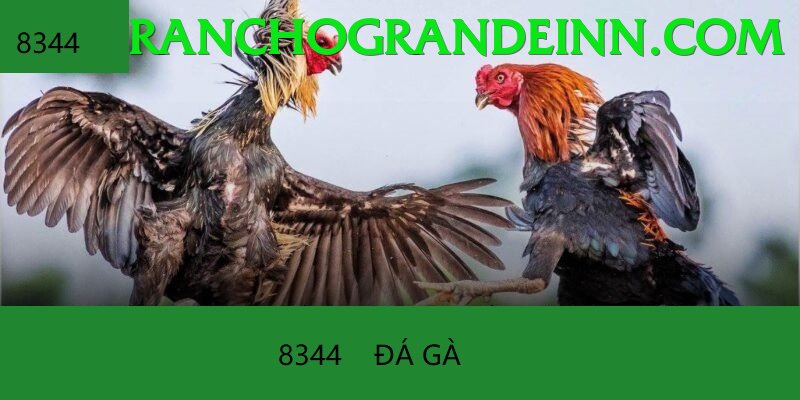 Cách Đọc Kèo Đá Gà